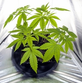 Cannabis in pot