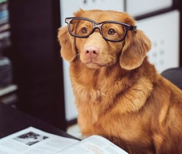 dog reading a book with glasses