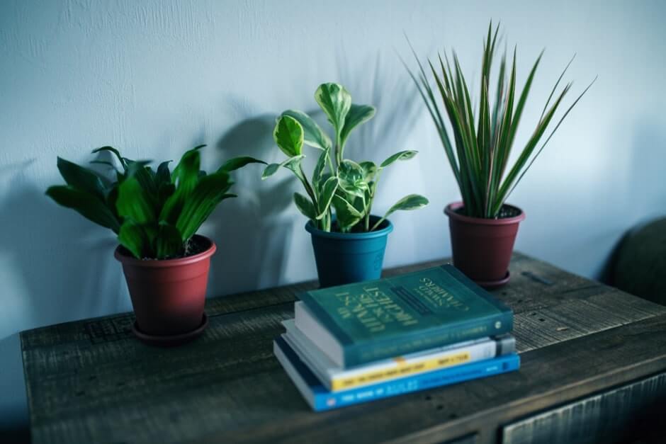 Mood boosting plants in a hallway