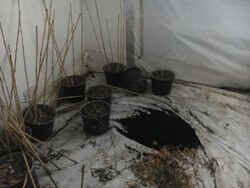 Soil and plant pots left in cannabis farm.