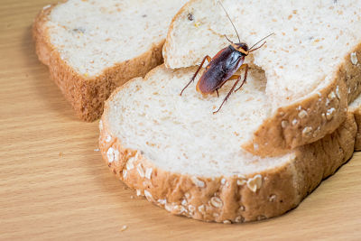 A cockroach on some wholemeal bread.