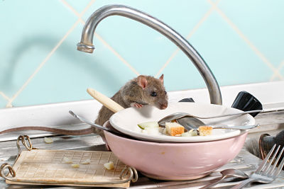 A young rat in a dirty sink.