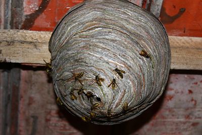 A wasps nest in a house with wasps on it.
