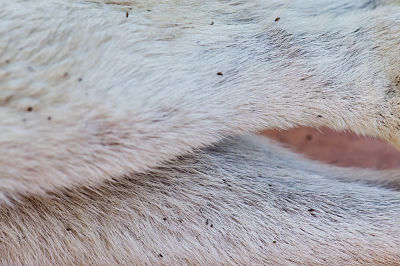 A close up view of dead fleas on animal fur.