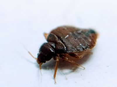 female bedbug against a white background
