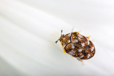 macro shot of a varied carpet beetle on a white daisy