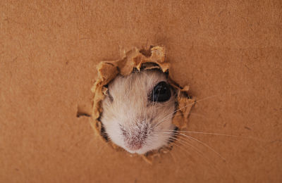 White hamster and hole in a cardboard box.