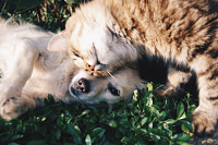 dog and cat lying on each other
