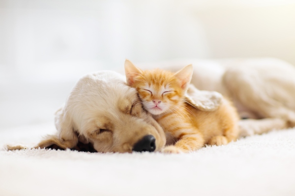 lv-An image of the guide to pets in rentals-bg